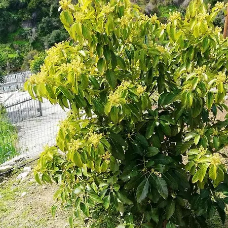 別荘 3 Bedrooms House With Sea View Furnished Garden And Wifi At *